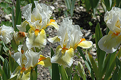 Loomalight Iris (Iris 'Loomalight') at A Very Successful Garden Center