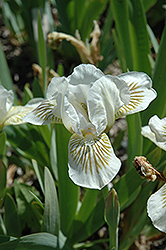 Snow Tree Iris (Iris 'Snow Tree') at A Very Successful Garden Center