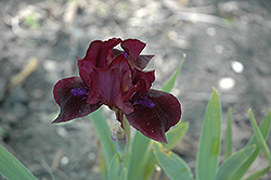 Black Stallion Iris (Iris 'Black Stallion') at A Very Successful Garden Center