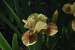 Little Pearl Iris (Iris 'Little Pearl') at Stonegate Gardens