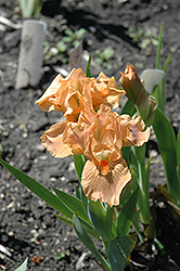 Tiny Titan Iris (Iris 'Tiny Titan') at Stonegate Gardens