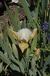 Tooth Fairy Iris (Iris 'Tooth Fairy') at A Very Successful Garden Center