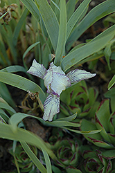 Pixie's Sister Iris (Iris 'Pixie's Sister') at A Very Successful Garden Center