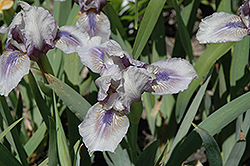 Geauga Lake Iris (Iris 'Geauga Lake') at Stonegate Gardens