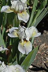 Toy Boat Iris (Iris 'Toy Boat') at A Very Successful Garden Center