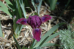 Kissimmee Iris (Iris 'Kissimmee') at A Very Successful Garden Center
