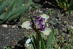 Kidling Iris (Iris 'Kidling') at A Very Successful Garden Center