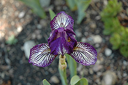 Dinky Circus Iris (Iris 'Dinky Circus') at Stonegate Gardens