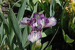 Flea Circus Iris (Iris 'Flea Circus') at A Very Successful Garden Center