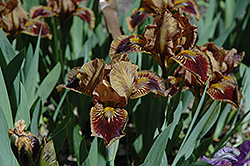 Spot of Tea Iris (Iris 'Spot Of Tea') at Lakeshore Garden Centres