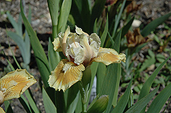 Humbug Iris (Iris 'Humbug') at A Very Successful Garden Center