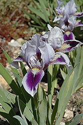 Royal Bee Iris (Iris 'Royal Bee') at Stonegate Gardens