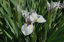 Forever Blue Iris (Iris 'Forever Blue') at A Very Successful Garden Center