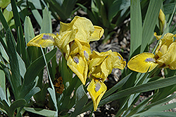 Zipper Iris (Iris 'Zipper') at A Very Successful Garden Center
