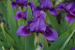 Novelette Iris (Iris 'Novelette') at Lakeshore Garden Centres