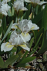 Elfin Magic Iris (Iris 'Elfin Magic') at A Very Successful Garden Center