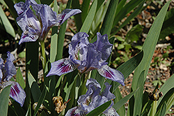 Blended Blue Iris (Iris 'Blended Blue') at Stonegate Gardens