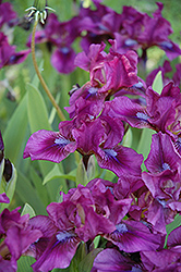 Raspberry Jam Iris (Iris 'Raspberry Jam') at A Very Successful Garden Center