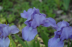 Eramosa Skies Iris (Iris 'Eramosa Skies') at A Very Successful Garden Center