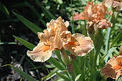 Brash Iris (Iris 'Brash') at A Very Successful Garden Center