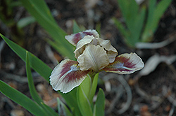Almond Joy Iris (Iris 'Almond Joy') at A Very Successful Garden Center