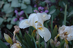 Invisible Ink Iris (Iris 'Invisible Ink') at Lakeshore Garden Centres