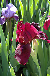 Cherry Garden Iris (Iris 'Cherry Garden') at Golden Acre Home & Garden