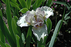 Heepers Iris (Iris 'Heepers') at A Very Successful Garden Center