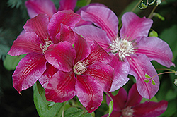Kilian Donahue Clematis (Clematis 'Kilian Donahue') at The Mustard Seed