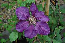 Gypsy Queen Clematis (Clematis 'Gypsy Queen') at Stonegate Gardens
