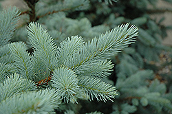 Bacheri Blue Spruce (Picea pungens 'Bacheri') at Lakeshore Garden Centres