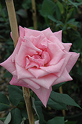 Aquarius Rose (Rosa 'Aquarius') at A Very Successful Garden Center