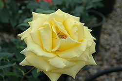 Sunny Daze Rose (Rosa 'Sunny Daze') at A Very Successful Garden Center