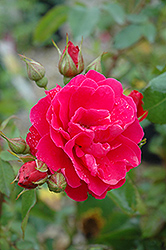 George Vancouver Rose (Rosa 'George Vancouver') at Lakeshore Garden Centres