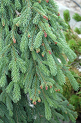 Weeping White Spruce (Picea glauca 'Pendula') at The Mustard Seed