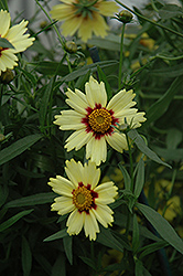 Red Shift Tickseed (Coreopsis 'Red Shift') at Lakeshore Garden Centres