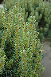 Dwarf Scotch Pine (Pinus sylvestris 'Pumila') at The Mustard Seed