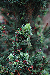 Hillside Upright Dwarf Blue Spruce (Picea pungens 'Hillside Upright') at A Very Successful Garden Center