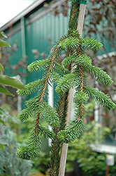 Cobra Norway Spruce (Picea abies 'Cobra') at The Mustard Seed
