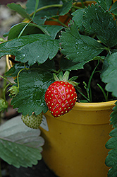 Kent Strawberry (Fragaria 'Kent') at Lakeshore Garden Centres