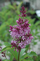 Royalty Lilac (Syringa x prestoniae 'Royalty') at Stonegate Gardens