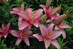 Denia Pixie Lily (Lilium 'Denia Pixie') at A Very Successful Garden Center