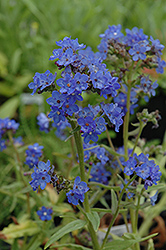Blue Angel Summer Forget-Me-Not (Anchusa capensis 'Blue Angel') at A Very Successful Garden Center