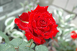 Beloved Rose (Rosa 'Beloved') at A Very Successful Garden Center