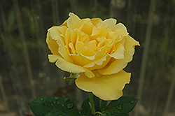 Welcome Home Rose (Rosa 'Welcome Home') at Lakeshore Garden Centres