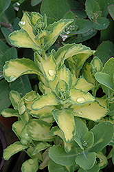 Mediovariegatum Stonecrop (Sedum alboroseum 'Mediovariegatum') at A Very Successful Garden Center