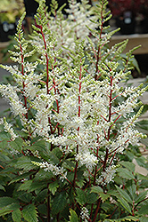 Rock And Roll Astilbe (Astilbe 'Rock And Roll') at A Very Successful Garden Center