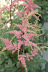 Bressingham Beauty Astilbe (Astilbe x arendsii 'Bressingham Beauty') at A Very Successful Garden Center