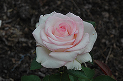 Moonstone Rose (Rosa 'Moonstone') at A Very Successful Garden Center