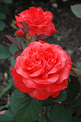 Artistry Rose (Rosa 'Artistry') at Stonegate Gardens